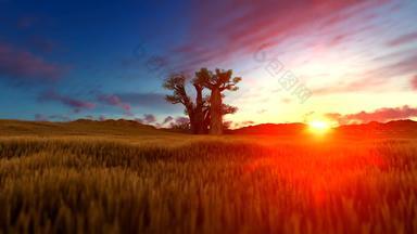 Baobab树非洲景观日落